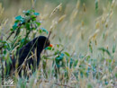 Blackbird - Kos